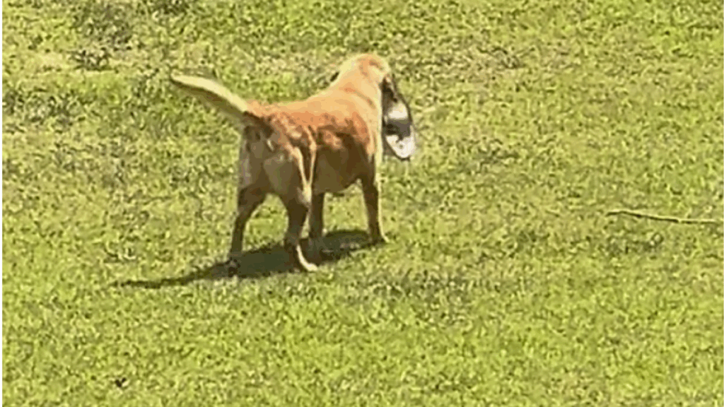 O cachorro que conquistou milhões ao levar sua tigela para repetir o jantar