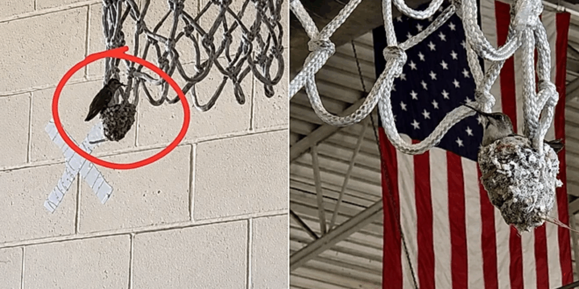 Bombeiros suspendem jogo de basquete depois de descobrir o que estava acontecendo dentro da cesta