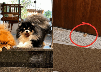 Gatinha debochada faz truque por baixo da porta e provoca a ira dos vizinhos Spitz