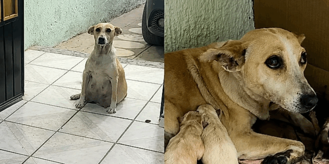 Homem abre a porta de casa e encontra uma cadela grávida prestes a dar à luz pedindo ajuda