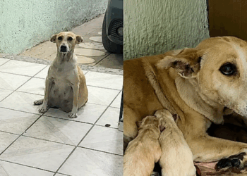 Homem abre a porta de casa e encontra uma cadela grávida prestes a dar à luz pedindo ajuda
