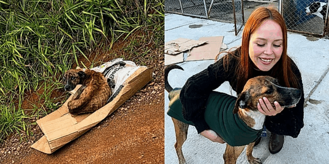 Cachorro se recusa a abandonar companheiro à beira da estrada até depois do fim e recebe uma segunda chance