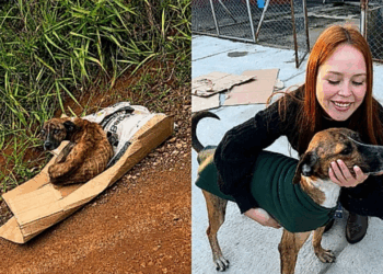 Cachorro se recusa a abandonar companheiro à beira da estrada até depois do fim e recebe uma segunda chance