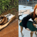 Cachorro se recusa a abandonar companheiro à beira da estrada até depois do fim e recebe uma segunda chance
