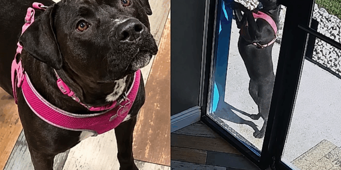 Após dona se envolver em acidente de carro, cachorrinha corre 1,6 km até sua creche para pedir ajuda