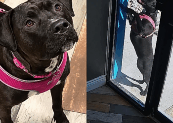 Após dona se envolver em acidente de carro, cachorrinha corre 1,6 km até sua creche para pedir ajuda