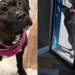 Após dona se envolver em acidente de carro, cachorrinha corre 1,6 km até sua creche para pedir ajuda