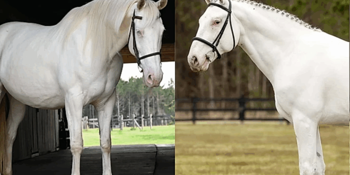 Casal de cavalos brancos gera potro com aparência inacreditável que parece saído de um filme de fantasia
