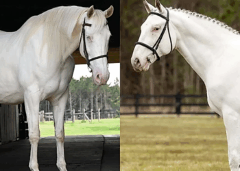 Casal de cavalos brancos gera potro com aparência inacreditável que parece saído de um filme de fantasia
