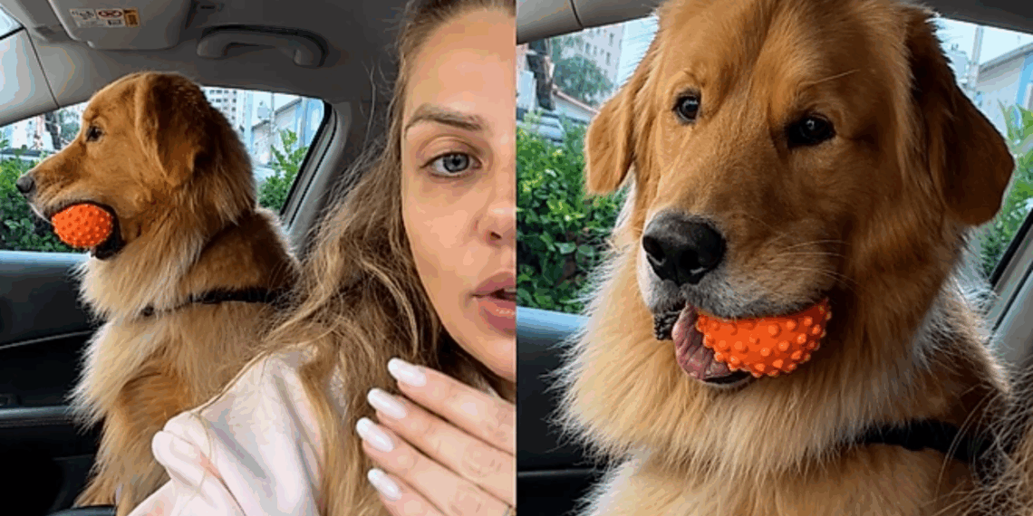 Golden retriever em crise de identidade atende por apelido, ignora o próprio nome e reação viraliza nas redes