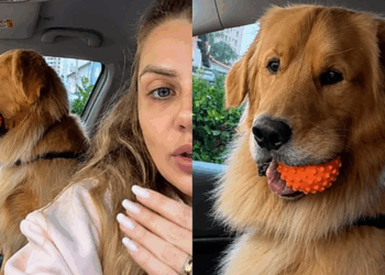 Golden retriever em crise de identidade atende por apelido, ignora o próprio nome e reação viraliza nas redes