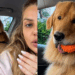 Golden retriever em crise de identidade atende por apelido, ignora o próprio nome e reação viraliza nas redes