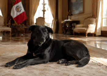 A história por trás da cadela Resistência, o pet oficial mais inusitado do Brasil”