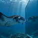 A manta-raia que passa horas em frente a superfícies reflexivas em comportamento que os cientistas só observavam em grandes primatas