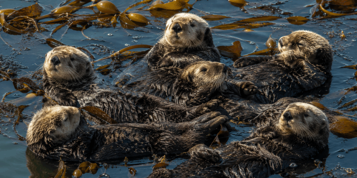 A lontra marinha que ensina filhotes por meses, usa ferramentas desde o nascimento e dorme de mãos dadas para não se perder do grupo durante a noite