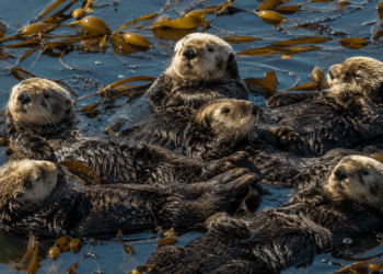 A lontra marinha que ensina filhotes por meses, usa ferramentas desde o nascimento e dorme de mãos dadas para não se perder do grupo durante a noite