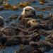 A lontra marinha que ensina filhotes por meses, usa ferramentas desde o nascimento e dorme de mãos dadas para não se perder do grupo durante a noite