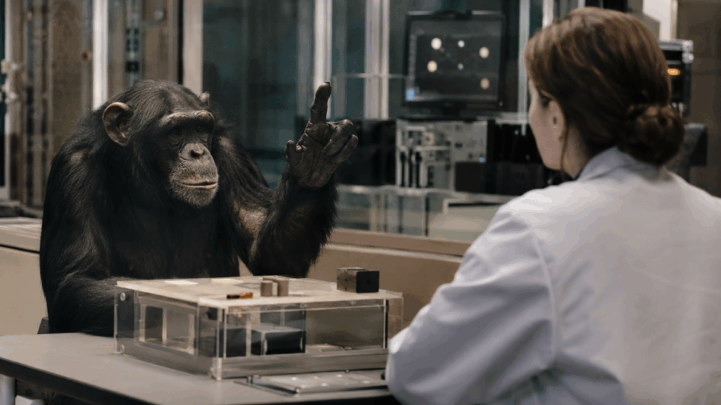 O chimpanzé que aprende língua de sinais, mente para conseguir o que quer e manipula humanos com uma habilidade que ainda constrange pesquisadores