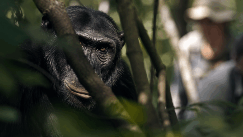 O chimpanzé que aprende língua de sinais, mente para conseguir o que quer e manipula humanos com uma habilidade que ainda constrange pesquisadores