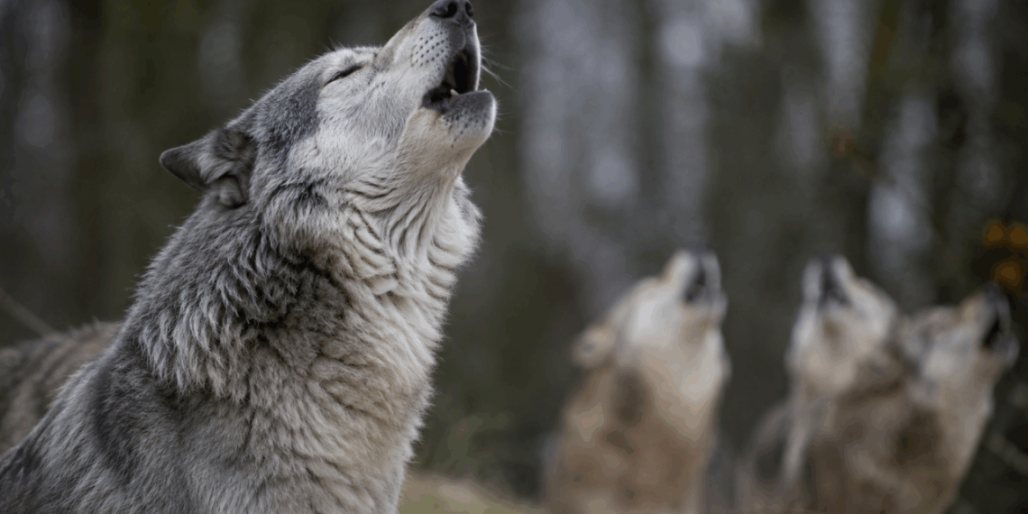 O lobo que não uiva para intimidar mas para localizar membros da matilha e expressar saudade de quem está longe
