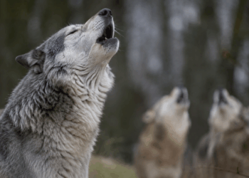 O lobo que não uiva para intimidar mas para localizar membros da matilha e expressar saudade de quem está longe