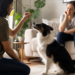 Cão adulto atento durante treinamento com reforço positivo em casa.