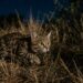 O felino que tem a maior taxa de sucesso em caçadas do mundo e não é o leão