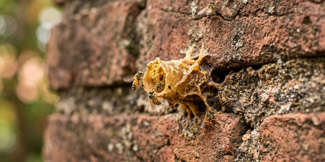Se você encontrar este pequeno tubo de cera no muro, nós lhe diremos o que isso significa e por que é algo bom