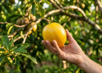 A fruta tropical que tem cor amarela por fora e sabor de doce de leite cremoso e que poucos brasileiros conhecem