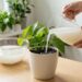 O truque simples da vovó usando água de lavagem do arroz para regar plantas e fornecer nutrientes extras de graça