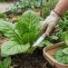 Como plantar almeirão em casa com o adubo orgânico certo para a planta crescer forte e resistente ao sol