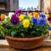A flor mais colorida para cultivar no inverno: como cuidar do amor-perfeito e fazer os canteiros encherem