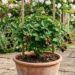 Como plantar amora em vaso no quintal com um cuidado na poda drástica que faz diferença na colheita