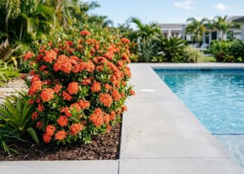 6 arbustos rústicos cujas raízes não danificam o contrapiso, perfeitos para plantar na beira da piscina