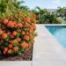 6 arbustos rústicos cujas raízes não danificam o contrapiso, perfeitos para plantar na beira da piscina