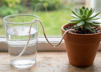 Usar barbante de algodão puxando água de um copo para o vaso: quais os benefícios nas férias e para que serve