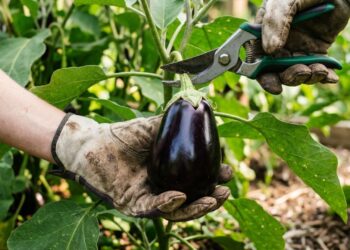 Horta em casa: como cultivar berinjela no quintal ensolarado protegendo as folhas do ataque de lagartas