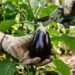 Horta em casa: como cultivar berinjela no quintal ensolarado protegendo as folhas do ataque de lagartas