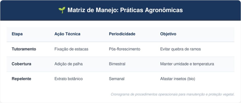 Berinjela-tabela-1024x441 Horta em casa: como cultivar berinjela no quintal ensolarado protegendo as folhas do ataque de lagartas