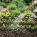 Como plantar beterraba em jardineiras com um cuidado na terra fofa que faz diferença no crescimento da raiz