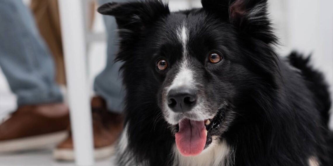 Border collie perde os movimentos e surpreende ao iniciar uma recuperação emocionante