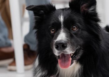 Border collie perde os movimentos e surpreende ao iniciar uma recuperação emocionante