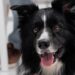 Border collie perde os movimentos e surpreende ao iniciar uma recuperação emocionante