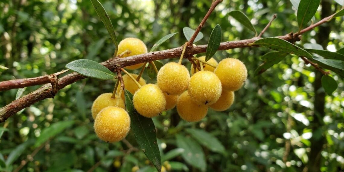 A fruta da mata atlântica que tem cor amarela felpuda e sabor de uva bem doce e que poucos brasileiros conhecem