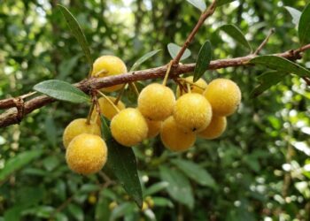 A fruta da mata atlântica que tem cor amarela felpuda e sabor de uva bem doce e que poucos brasileiros conhecem
