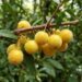 A fruta da mata atlântica que tem cor amarela felpuda e sabor de uva bem doce e que poucos brasileiros conhecem