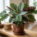 Como cuidar da calathea para que as pontas não queimem e ela permaneça com suas listras vibrantes o ano todo