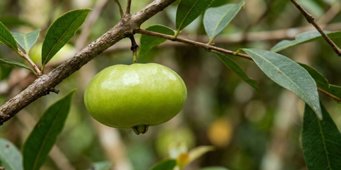 A fruta exótica que tem cor verde-clara e sabor de limão adocicado e que poucos brasileiros conhecem