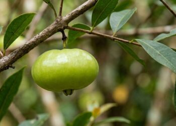 A fruta exótica que tem cor verde-clara e sabor de limão adocicado e que poucos brasileiros conhecem