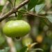 A fruta exótica que tem cor verde-clara e sabor de limão adocicado e que poucos brasileiros conhecem